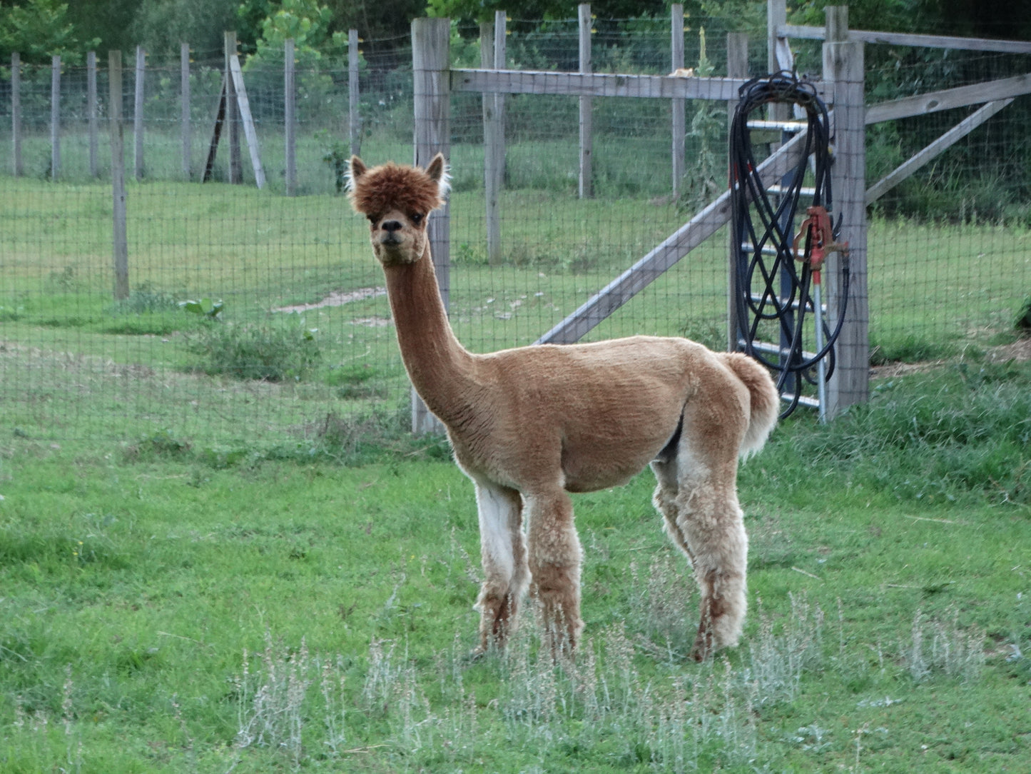 100% Alpaca Dark Fawn DK - Rio